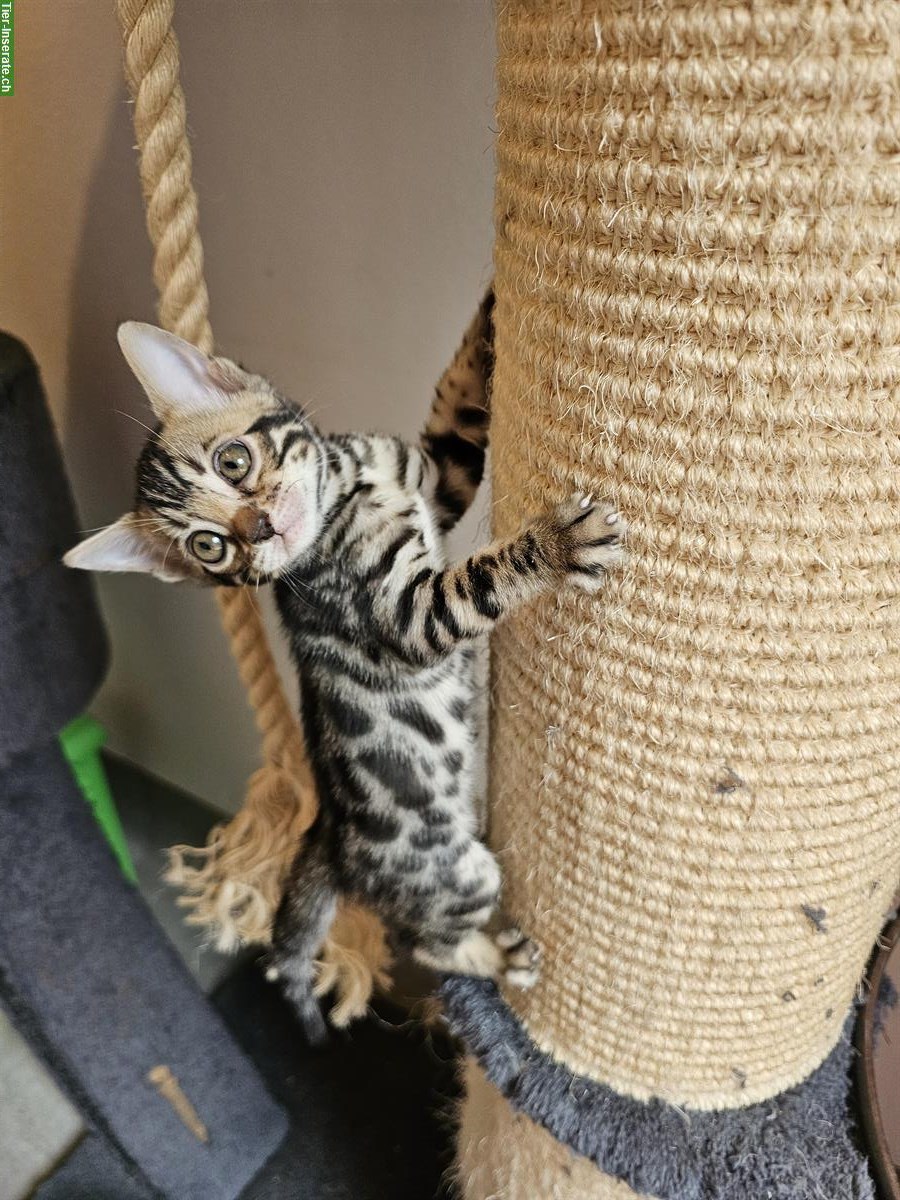 Bild 4: Bengal Kitten mit Stammbaum zu verkaufen