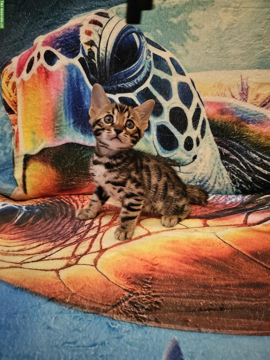 Bild 5: Bengal Kitten mit Stammbaum zu verkaufen