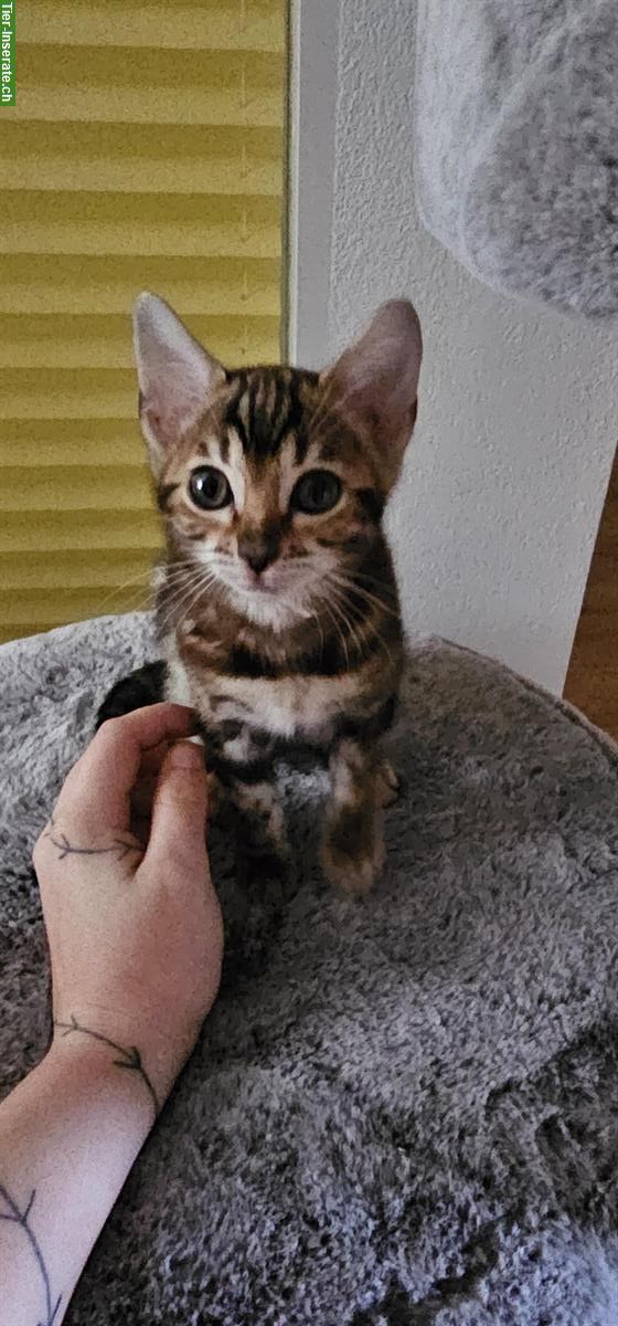 Bild 3: Bengal Kitten zu verkaufen