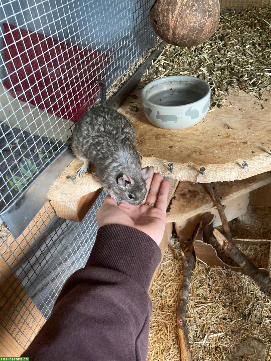 GRATIS: Degus mit Käfig & Zubehör zu verschenken