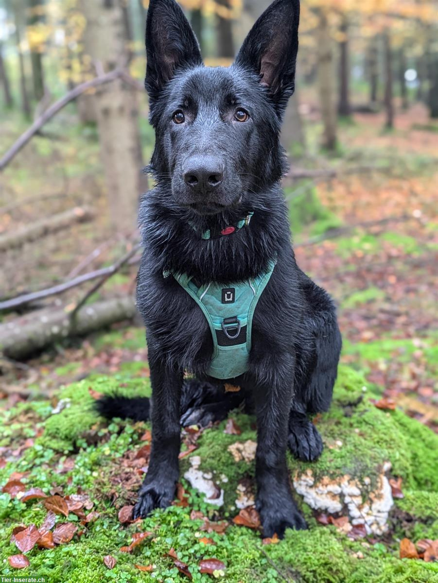 Schwarzer Deutscher Schäferhund Stockhaar