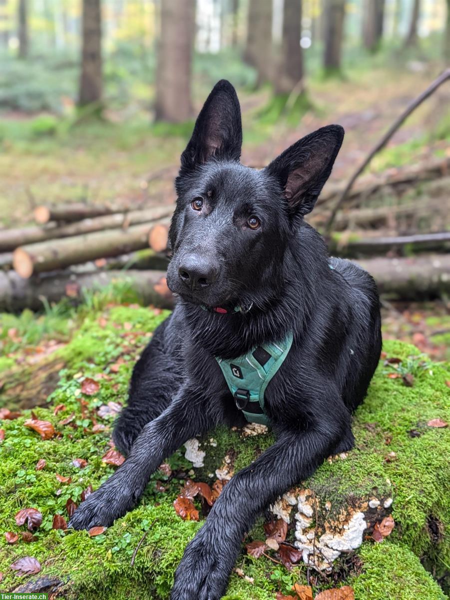 Bild 2: Schwarzer Deutscher Schäferhund Stockhaar