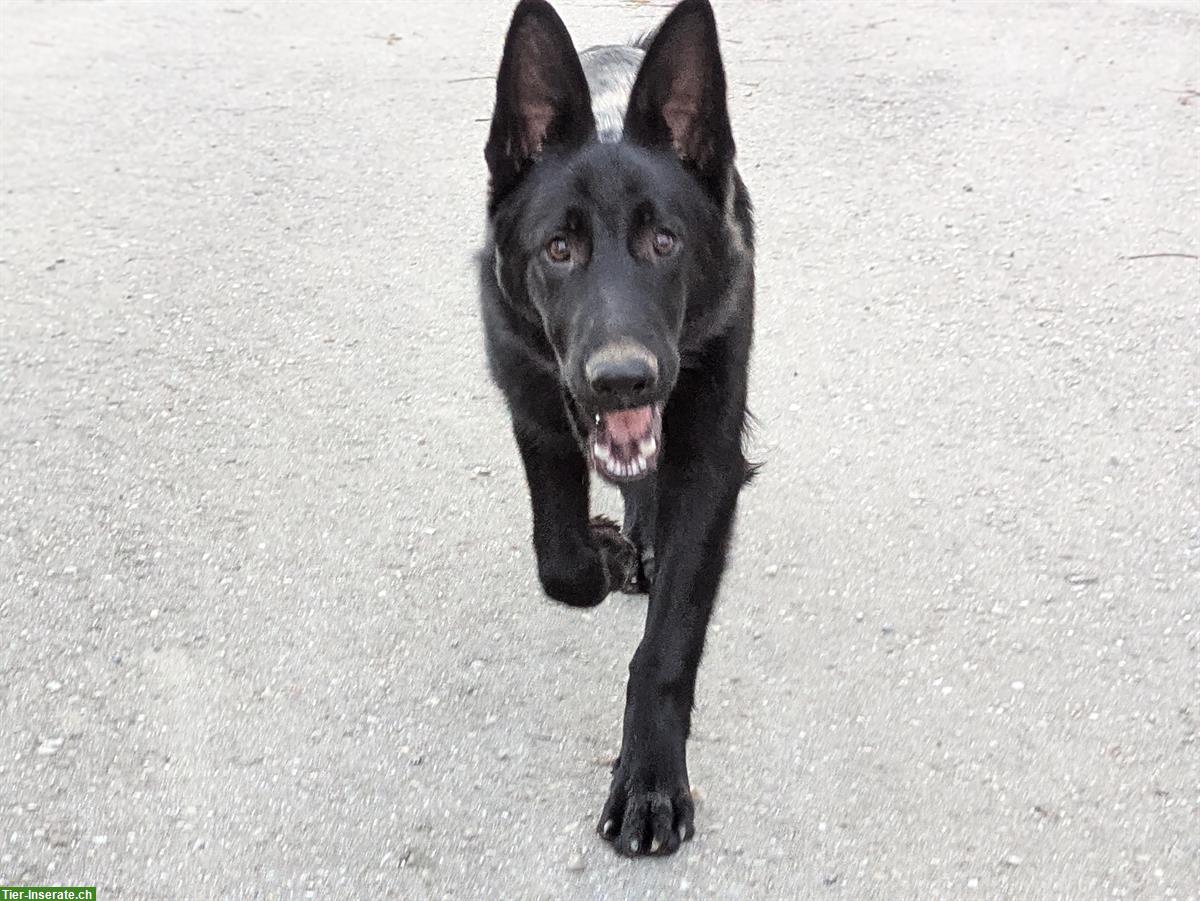 Bild 3: Schwarzer Deutscher Schäferhund Stockhaar