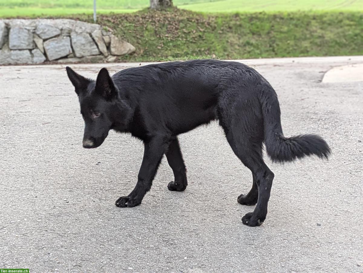 Bild 4: Schwarzer Deutscher Schäferhund Stockhaar