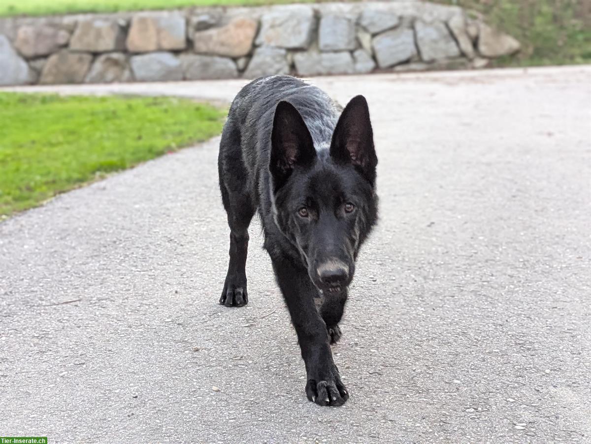 Bild 5: Schwarzer Deutscher Schäferhund Stockhaar