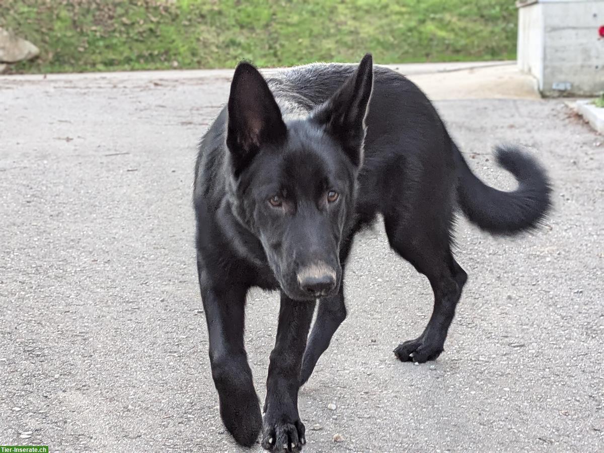 Bild 6: Schwarzer Deutscher Schäferhund Stockhaar