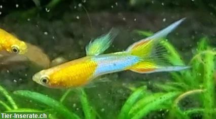 Farbenprächtige Endler Guppys Japan blue blond