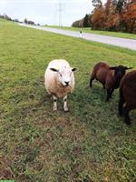 Englischer Texel Schafbock zu verkaufen