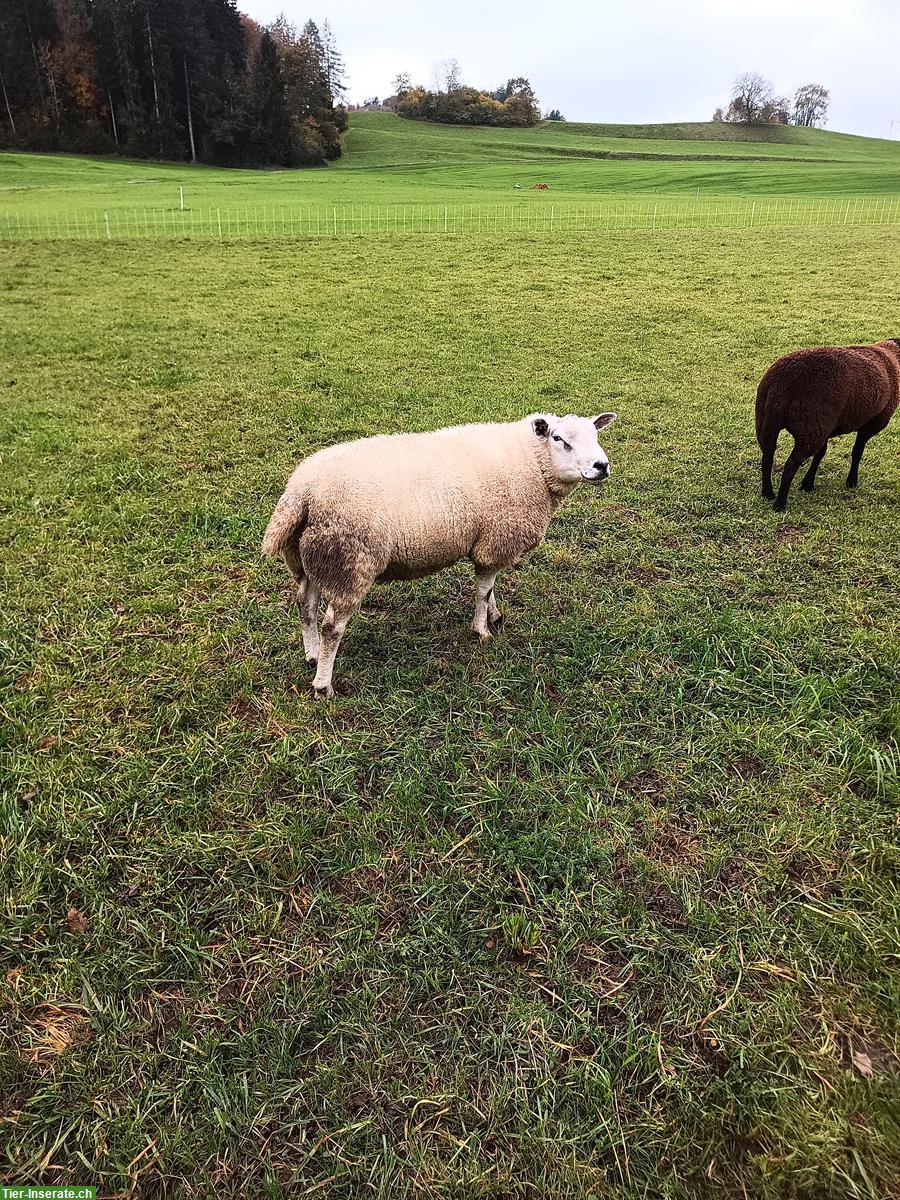 Bild 2: Englischer Texel Schafbock zu verkaufen