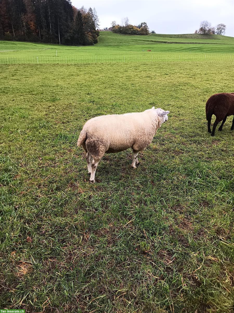 Bild 3: Englischer Texel Schafbock zu verkaufen