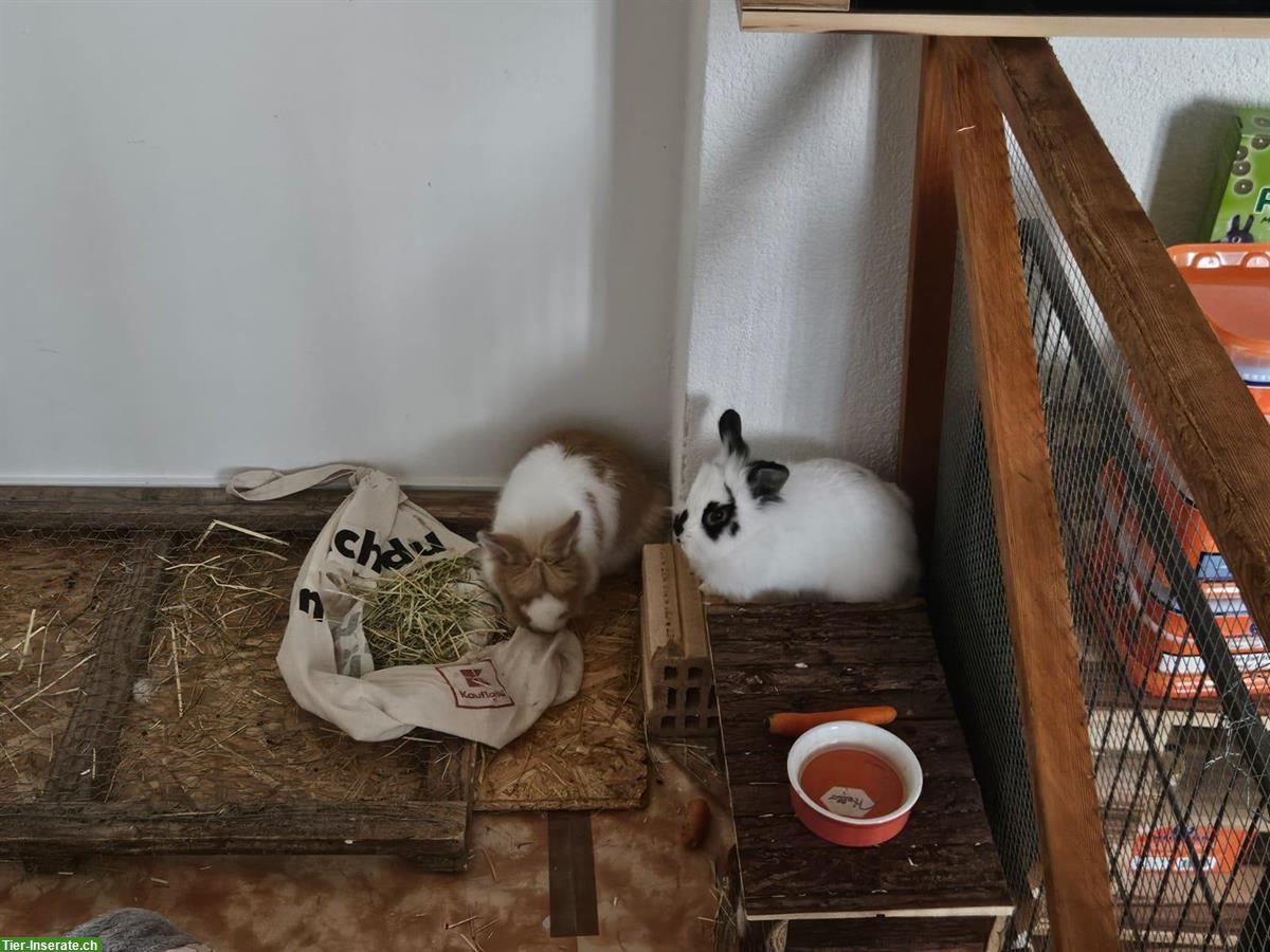 2 Löwenköpfchen Männchen kastriert und Weibchen