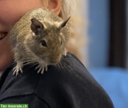 Zwei Degu Männchen abzugeben