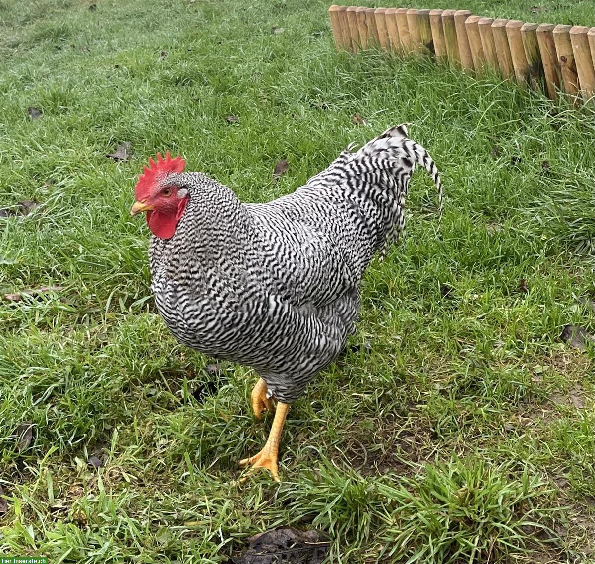 Bild 2: Friedliche Amrock- & Australorp Hähne abzugeben