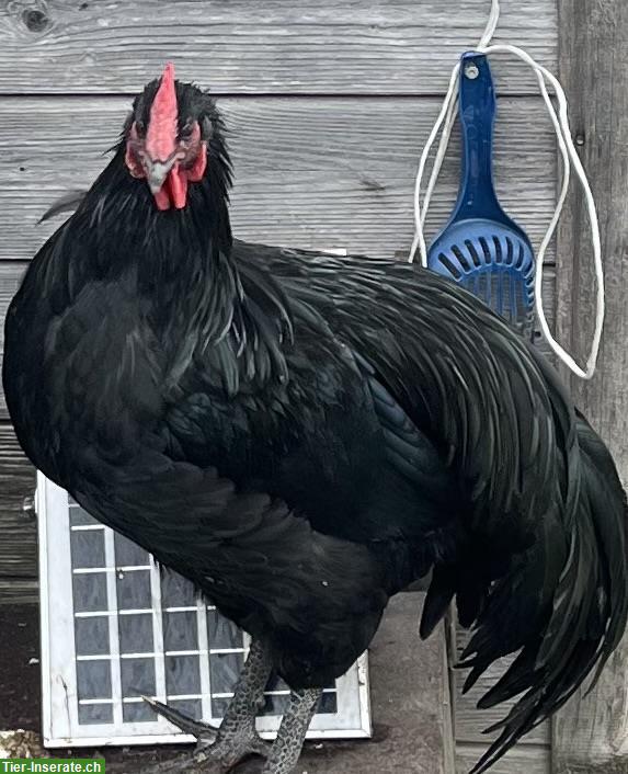 Bild 3: Friedliche Amrock- & Australorp Hähne abzugeben