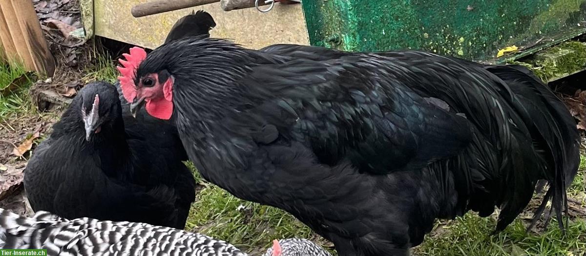 Bild 4: Friedliche Amrock- & Australorp Hähne abzugeben