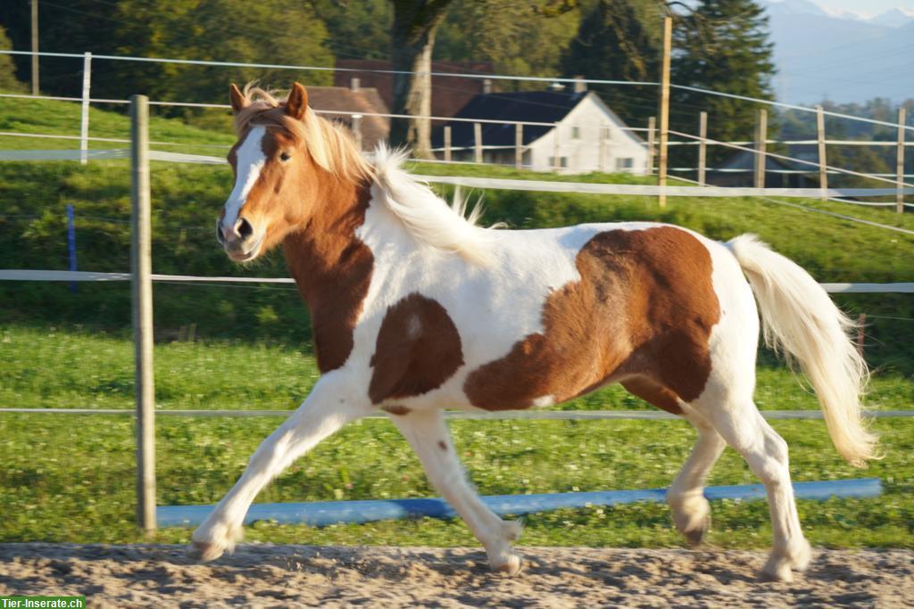 Bild 2: Freie Offenstallplätze für 2 Isländer, ZH-Oberland