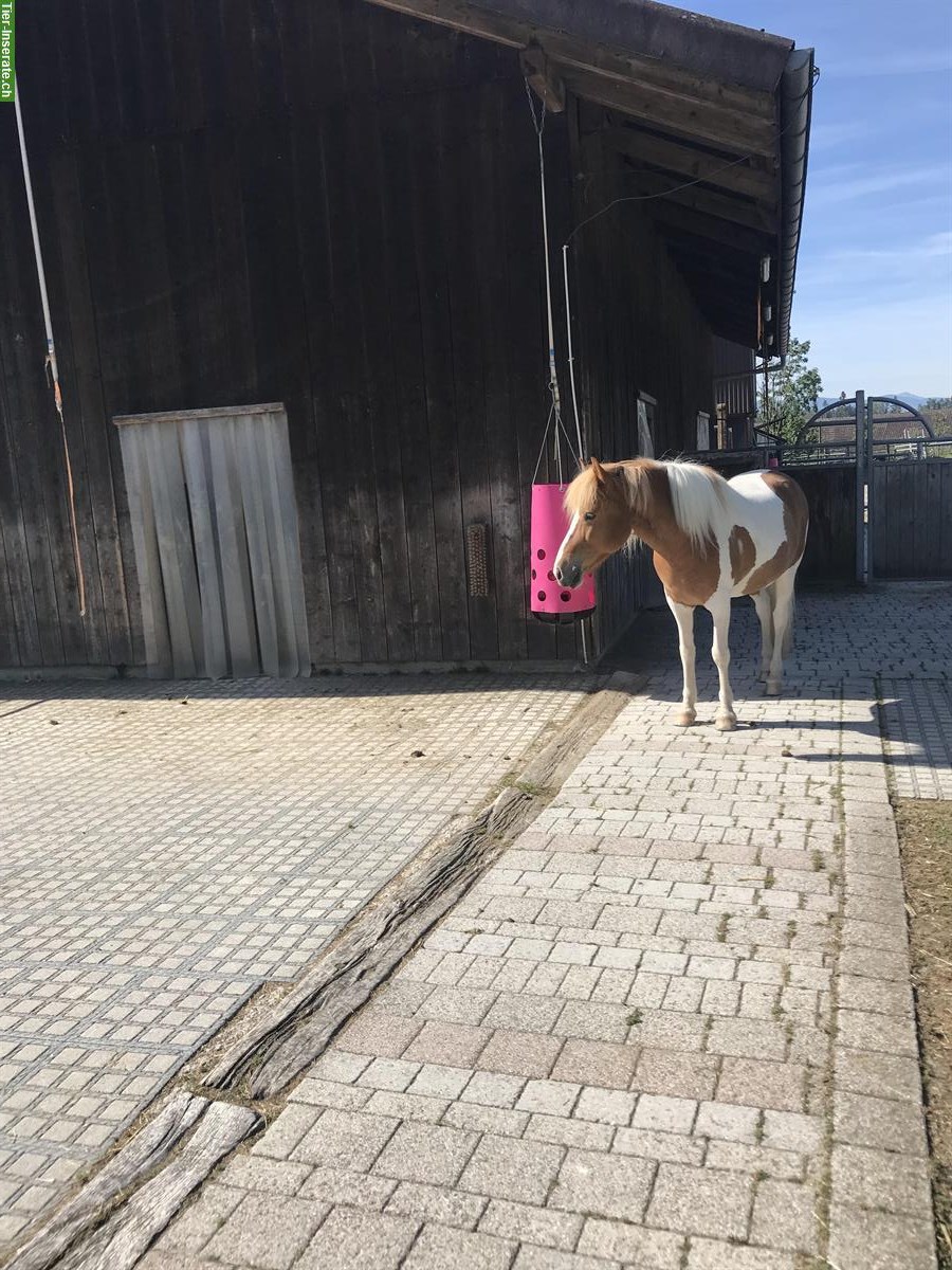 Bild 3: Freie Offenstallplätze für 2 Isländer, ZH-Oberland