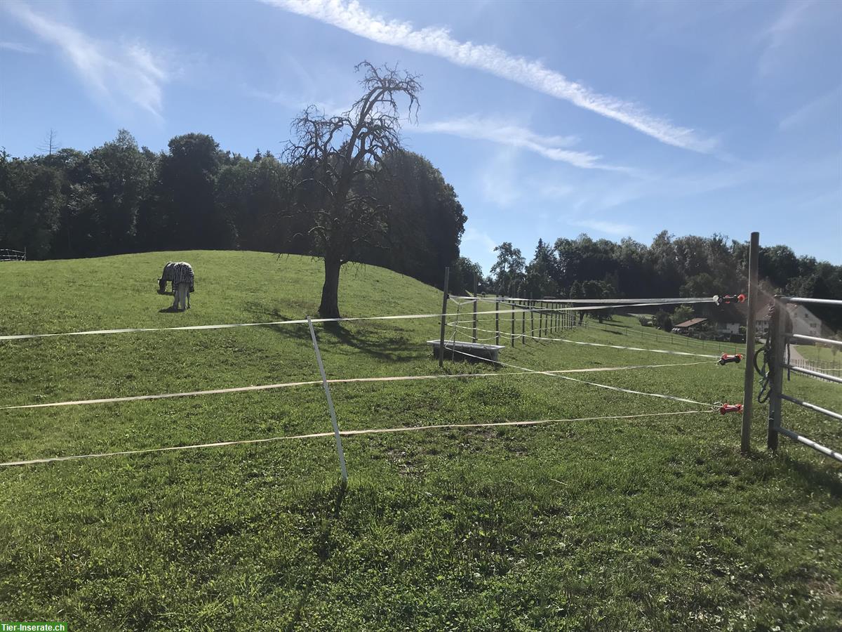 Bild 5: Freie Offenstallplätze für 2 Isländer, ZH-Oberland