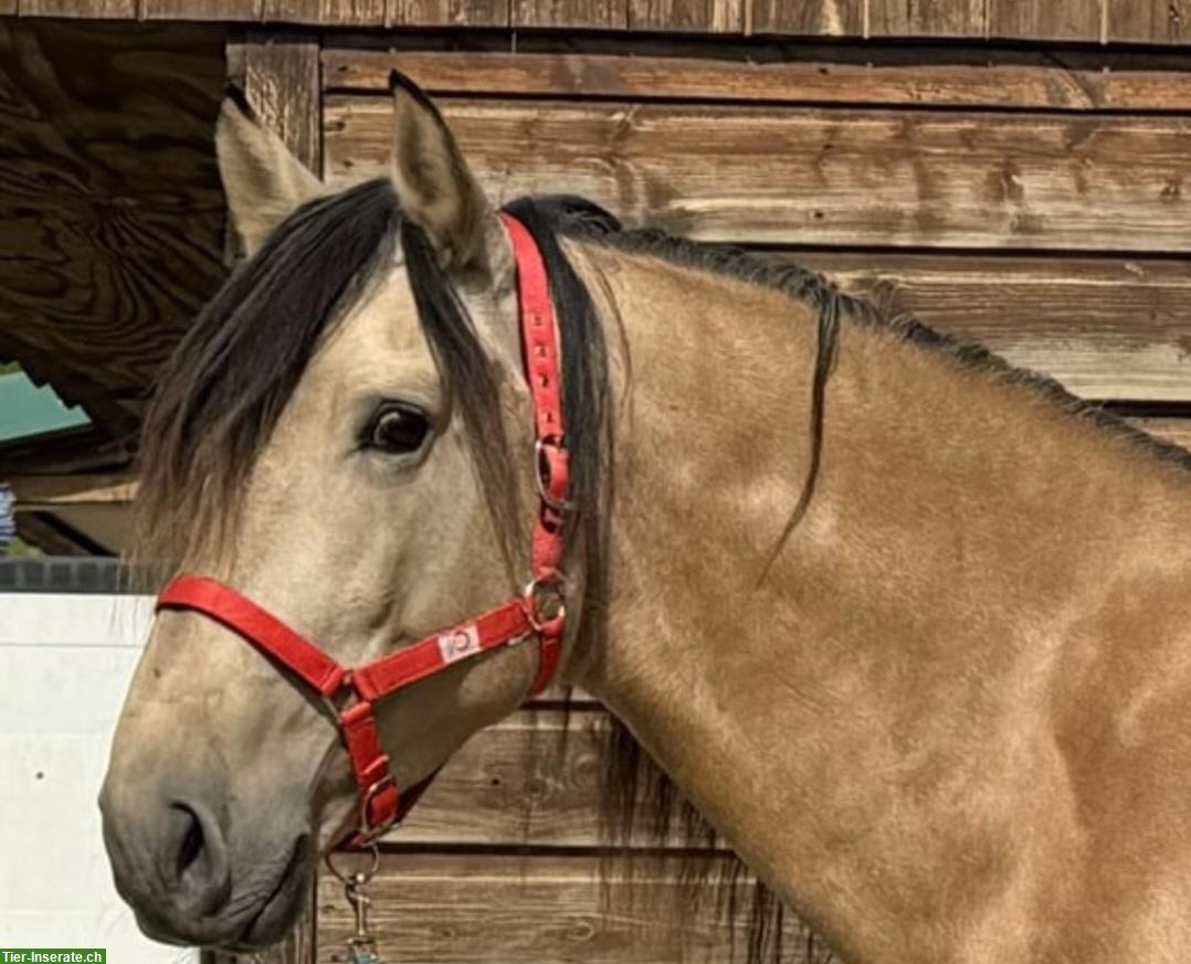 Bild 2: Biete Reitbeteiligung, Tuggen im Kanton Schwyz