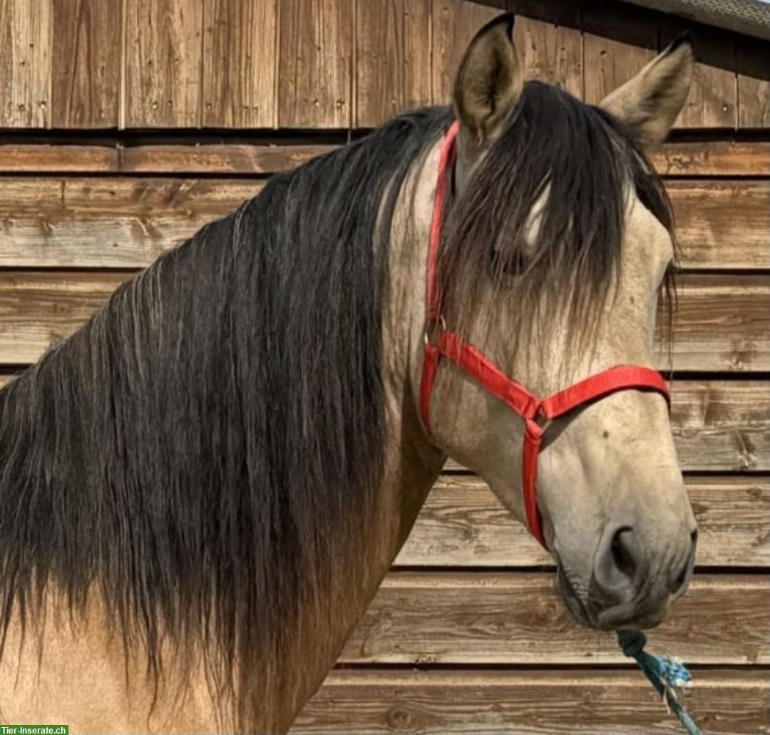 Bild 3: Biete Reitbeteiligung, Tuggen im Kanton Schwyz