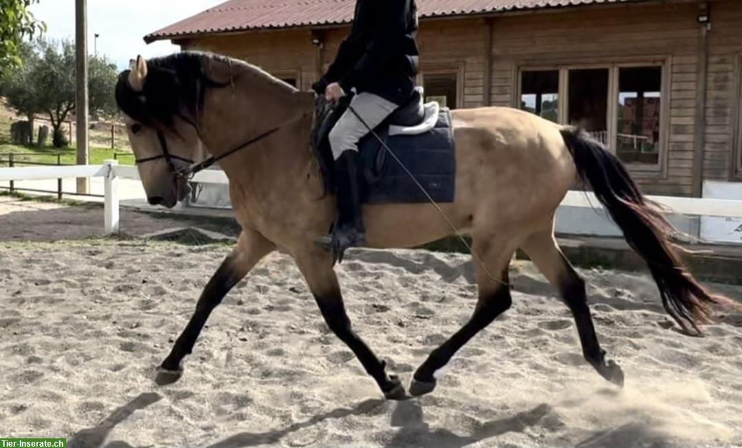 Bild 4: Biete Reitbeteiligung, Tuggen im Kanton Schwyz