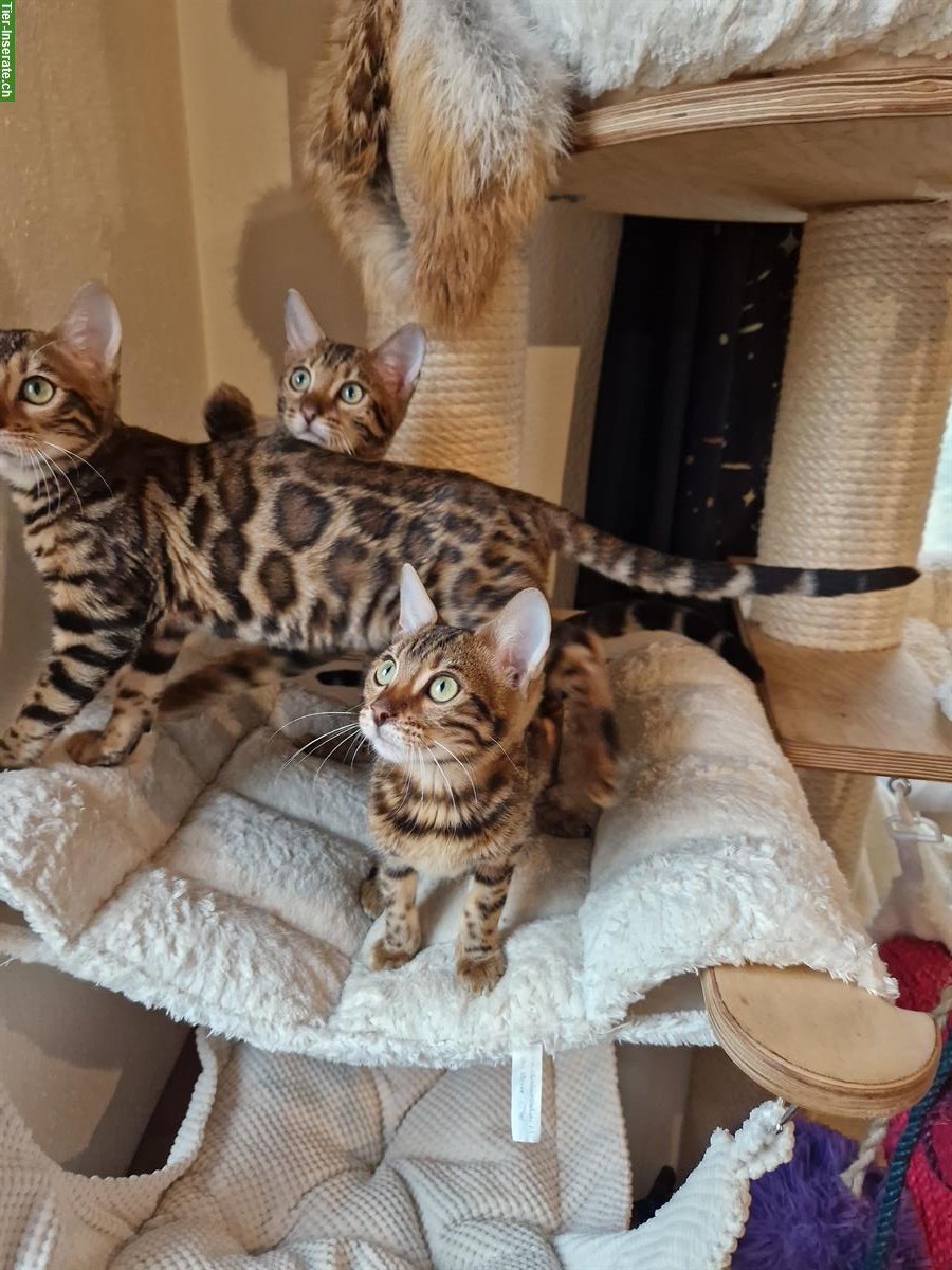 Bild 2: Wunderschöne Bengal Kitten zu verkaufen