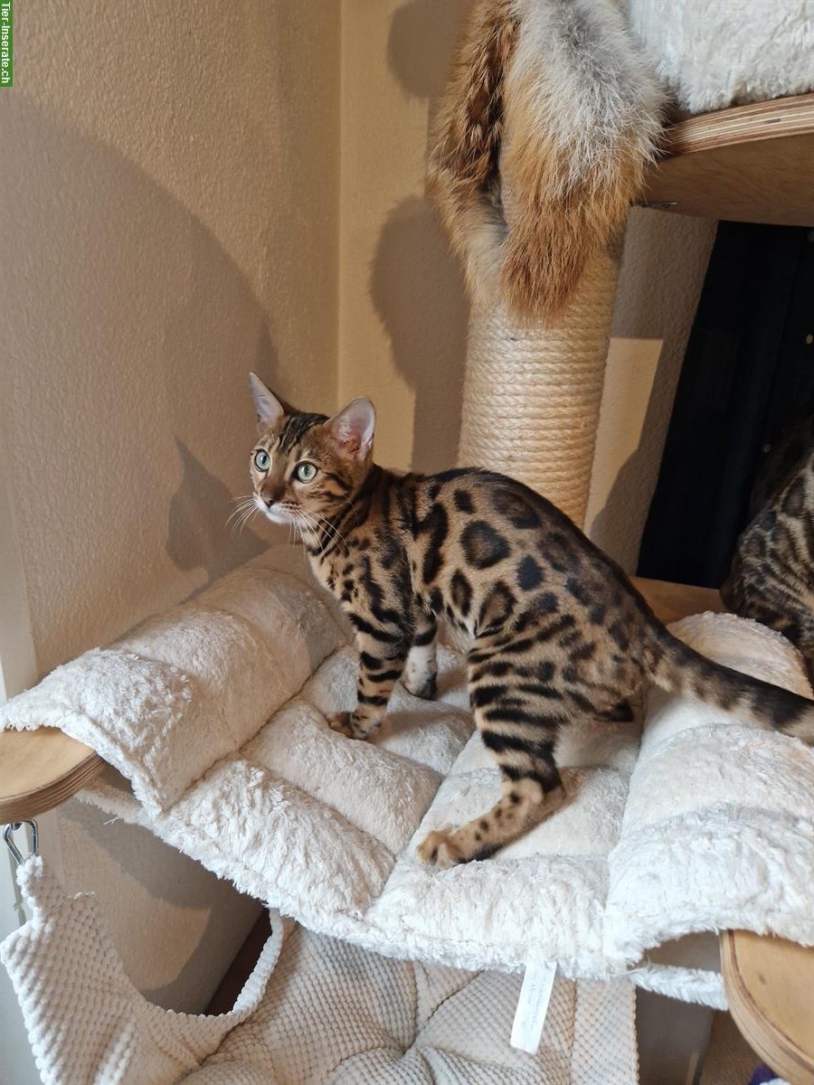 Bild 3: Wunderschöne Bengal Kitten zu verkaufen