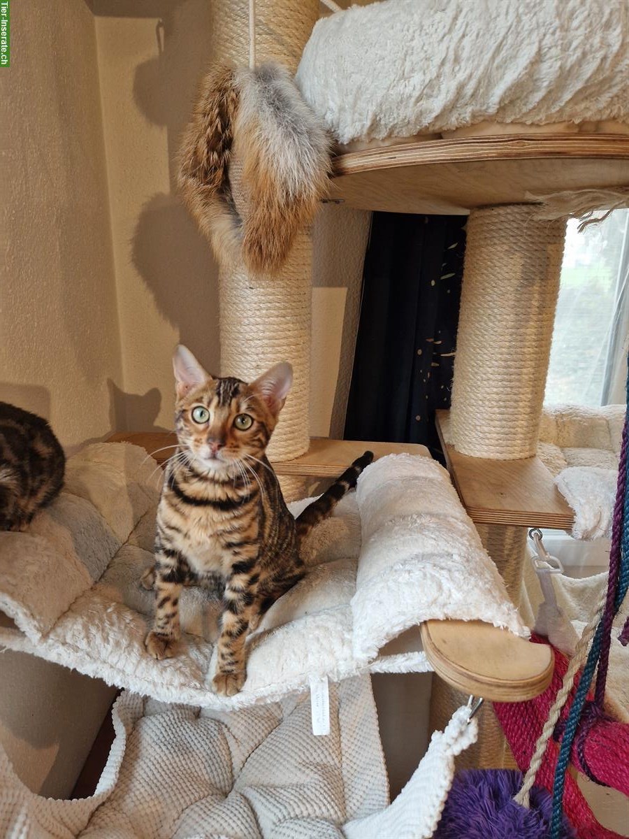 Bild 4: Wunderschöne Bengal Kitten zu verkaufen