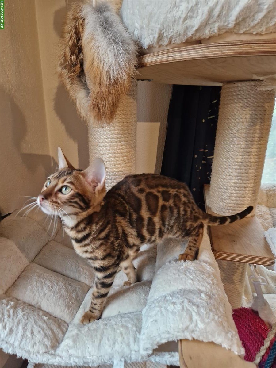 Bild 5: Wunderschöne Bengal Kitten zu verkaufen