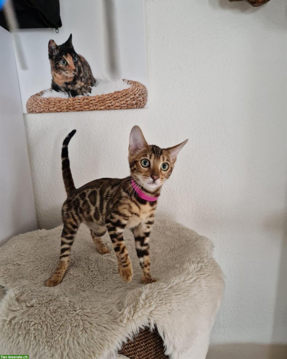 Bild 6: Wunderschöne Bengal Kitten zu verkaufen