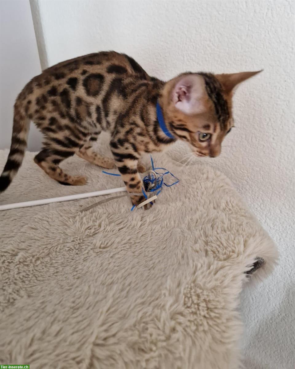 Bild 7: Wunderschöne Bengal Kitten zu verkaufen