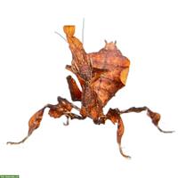 SUCHE Phyllocrania Paradoxa Geistermantis