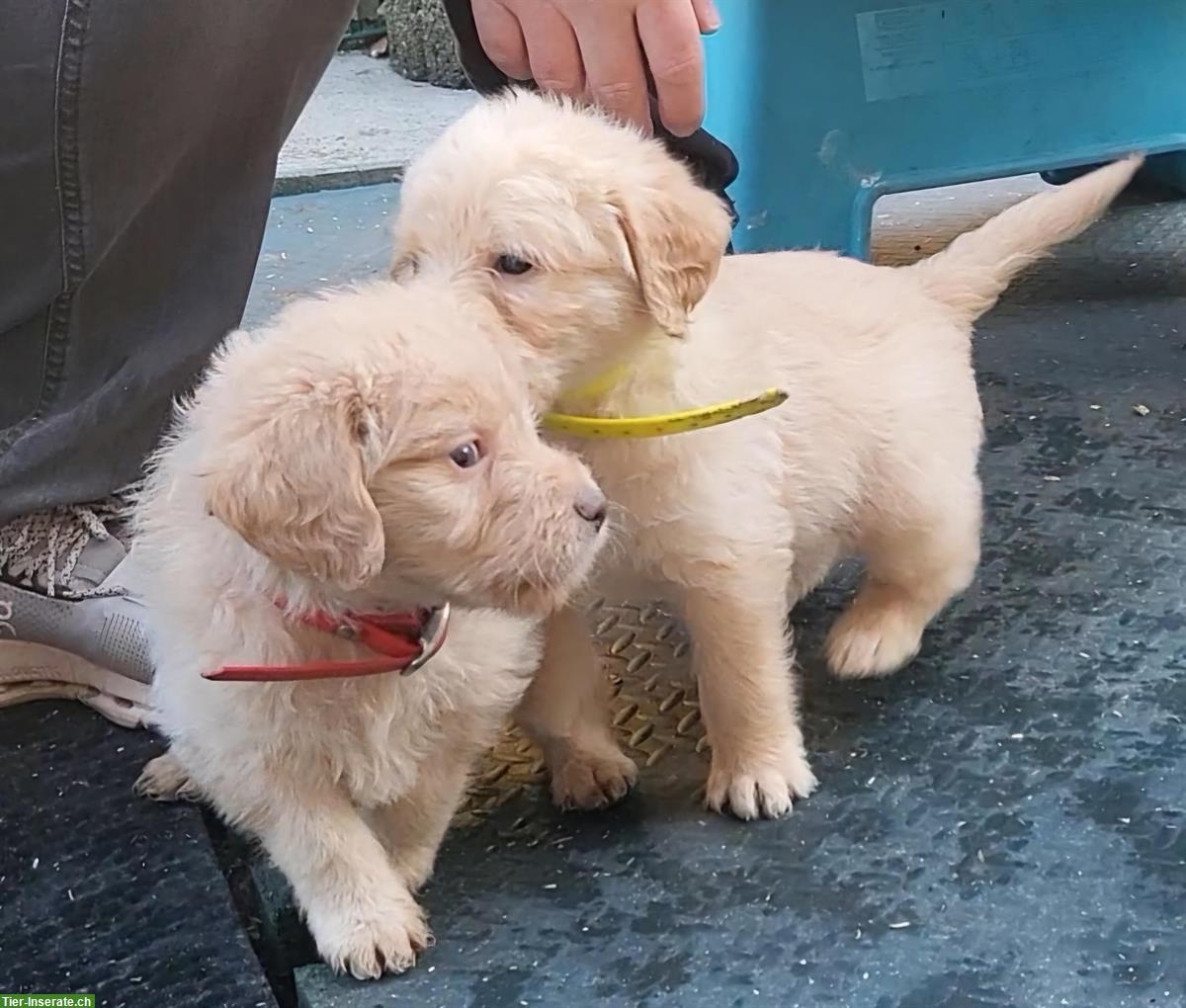 Bild 2: Labradoodle Welpen zu verkaufen