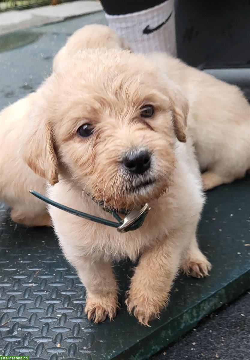 Bild 3: Labradoodle Welpen zu verkaufen