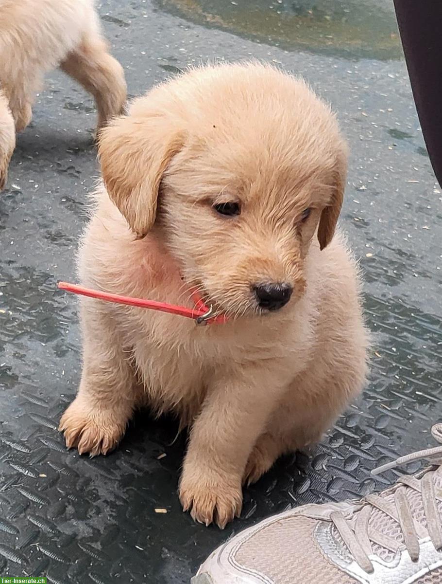 Bild 4: Labradoodle Welpen zu verkaufen