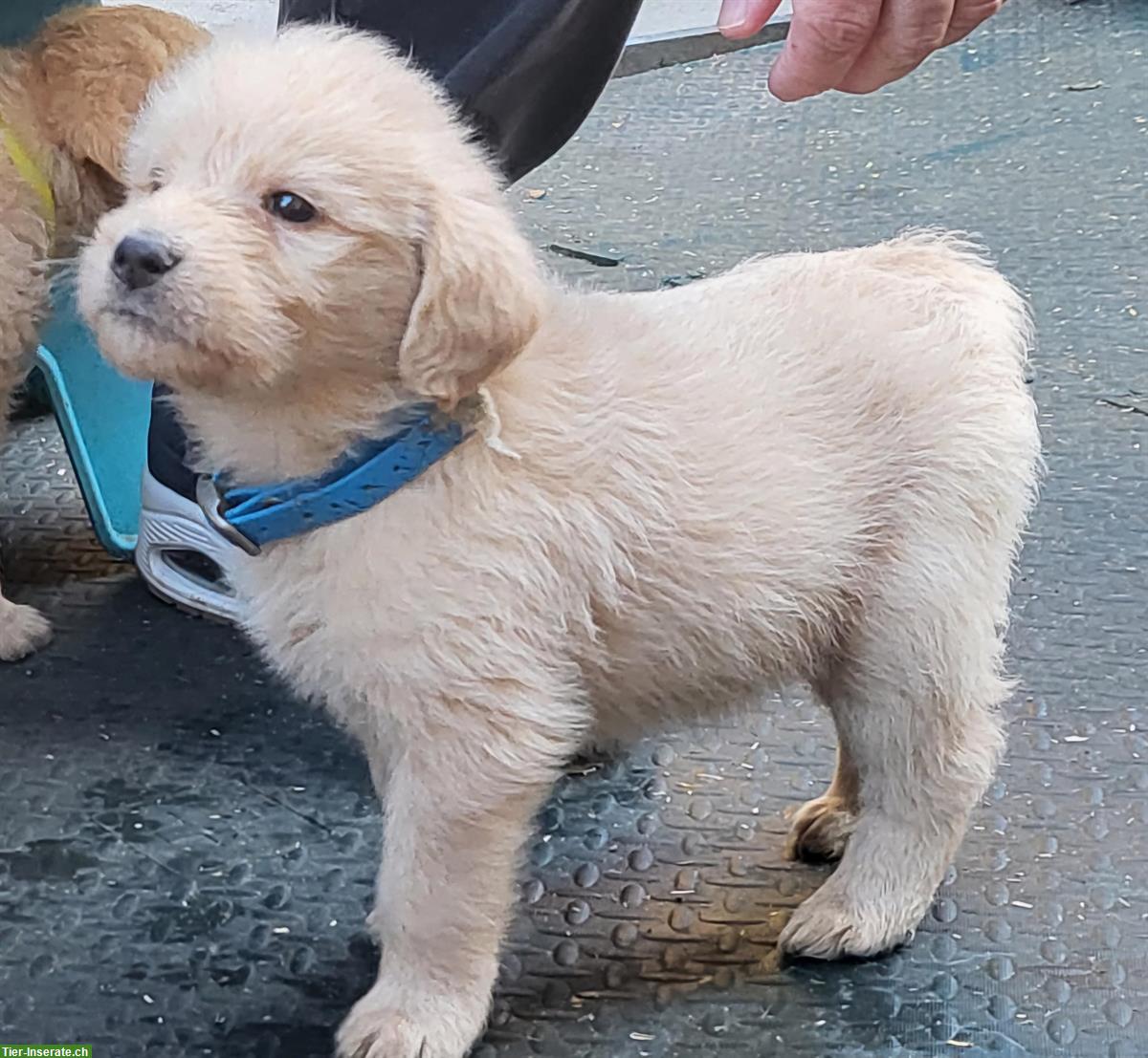 Bild 5: Labradoodle Welpen zu verkaufen