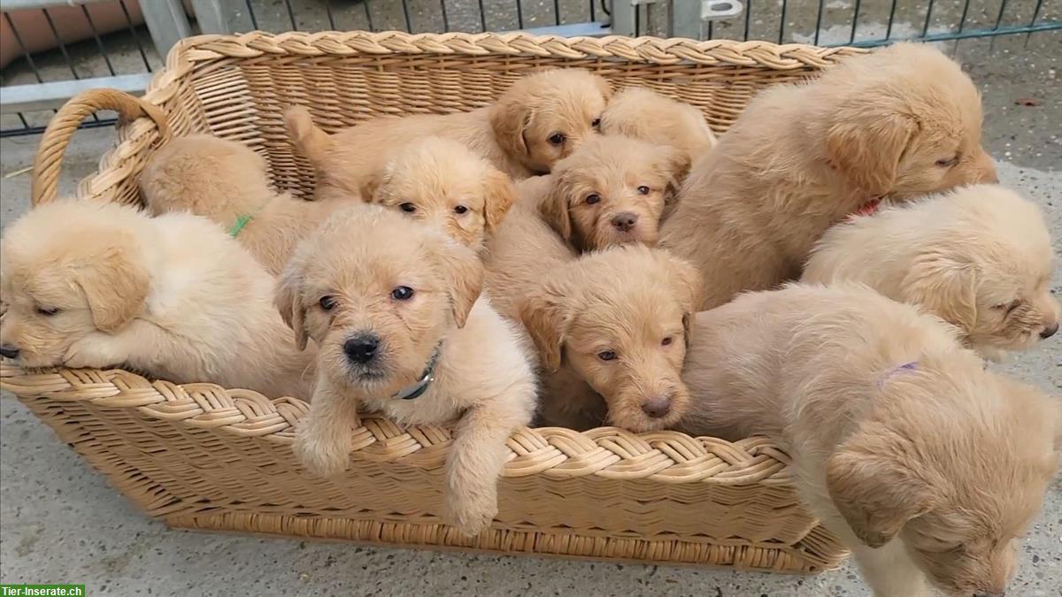 Bild 6: Labradoodle Welpen zu verkaufen