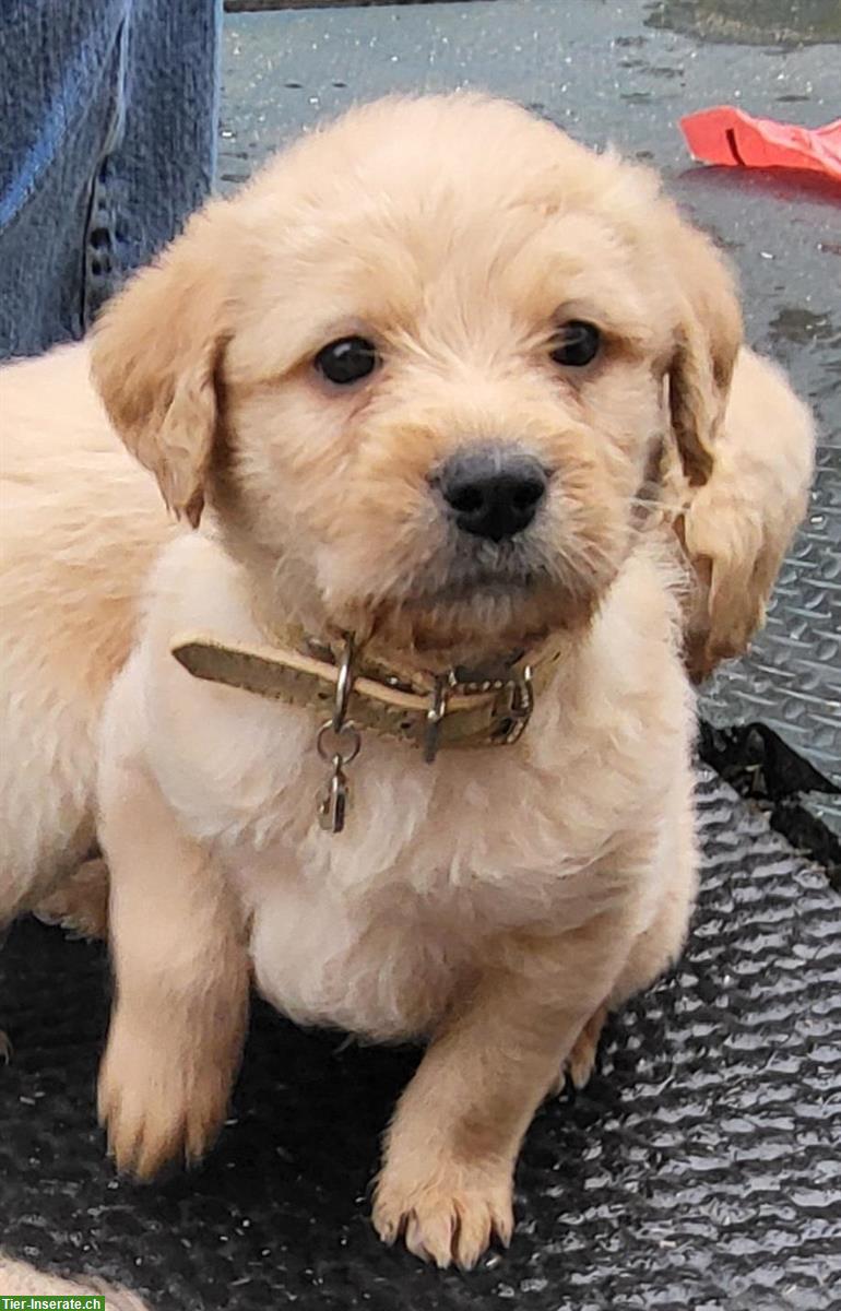 Bild 7: Labradoodle Welpen zu verkaufen