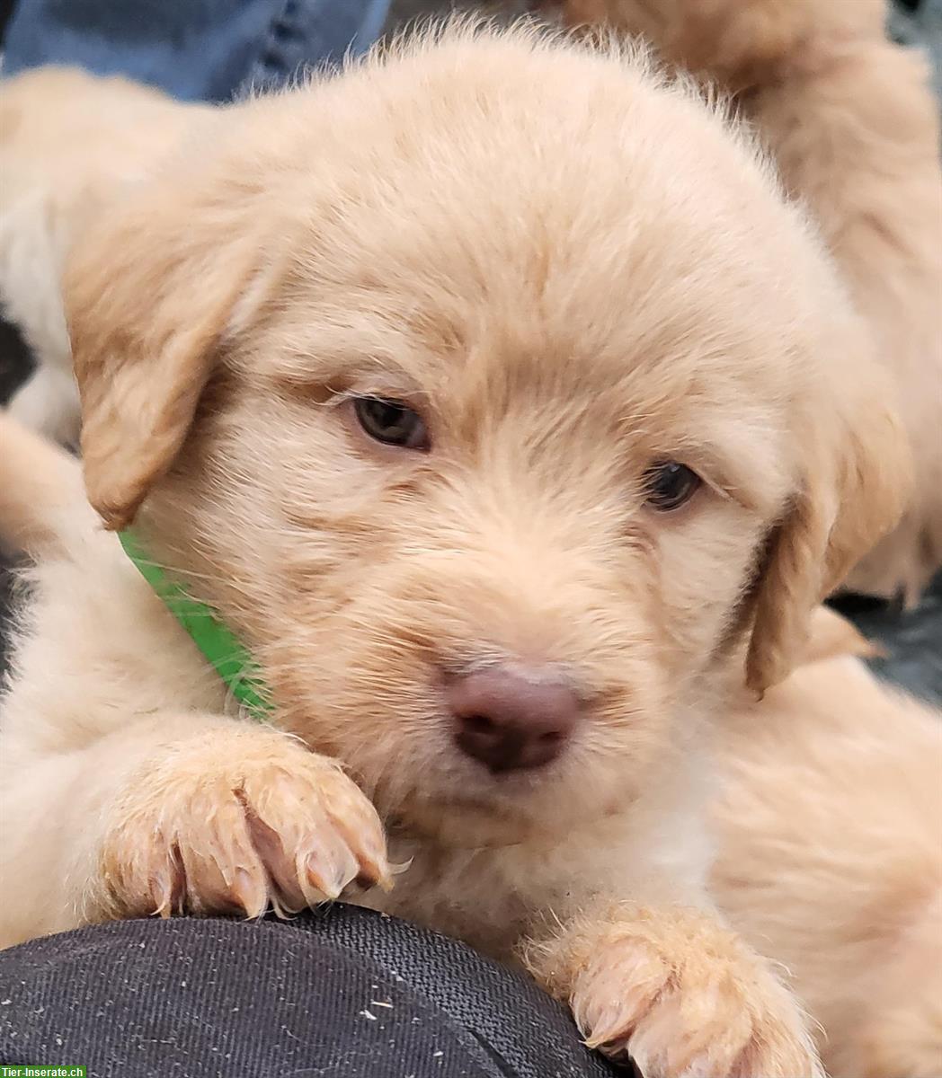 Bild 8: Labradoodle Welpen zu verkaufen