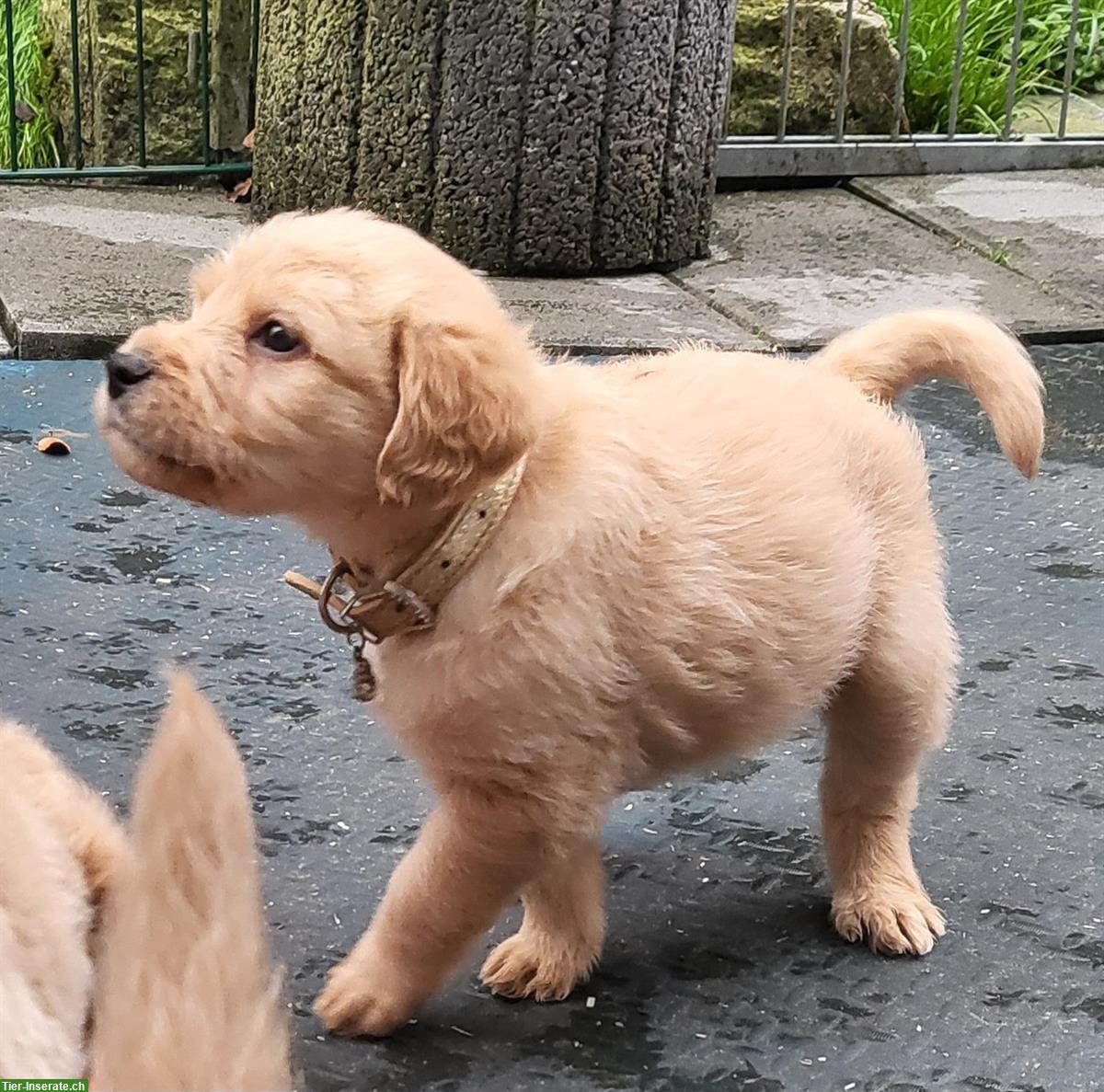 Bild 9: Labradoodle Welpen zu verkaufen