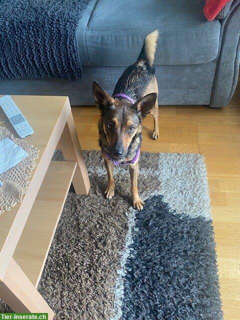 Bild 3: Pinscher Mix Hündin Titti sucht ihr Zuhause