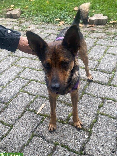 Bild 4: Pinscher Mix Hündin Titti sucht ihr Zuhause