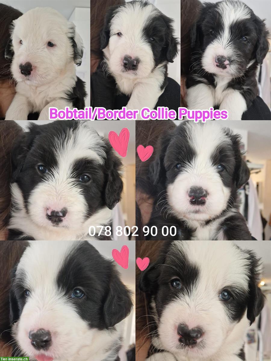 Bild 2: Bobtail x Border Collie Mix Welpen zu verkaufen