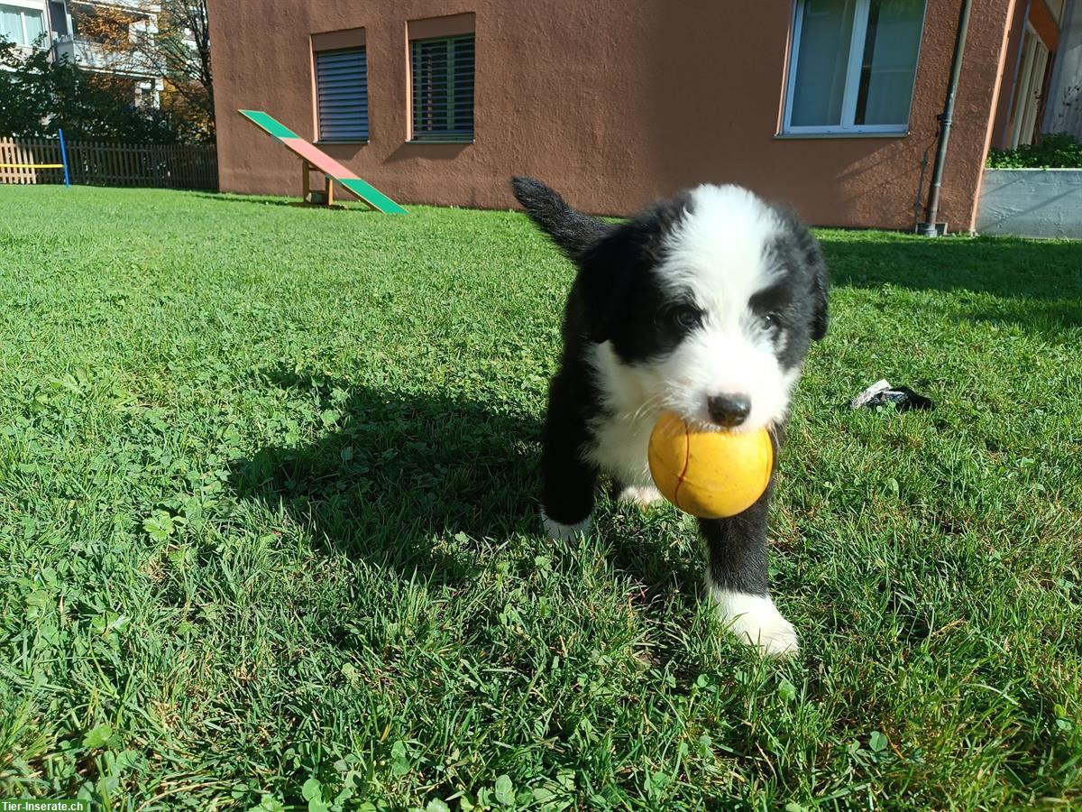 Bild 5: Bobtail x Border Collie Mix Welpen zu verkaufen