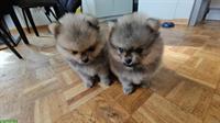 Pomeranian Welpen Daisy & Dexter suchen liebes Zuhause