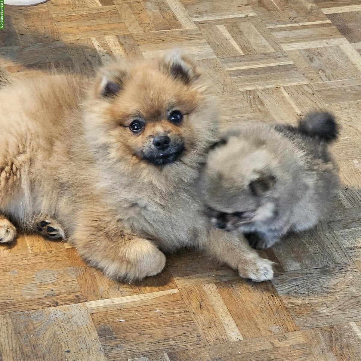 Bild 2: Pomeranian Welpen Daisy & Dexter suchen liebes Zuhause