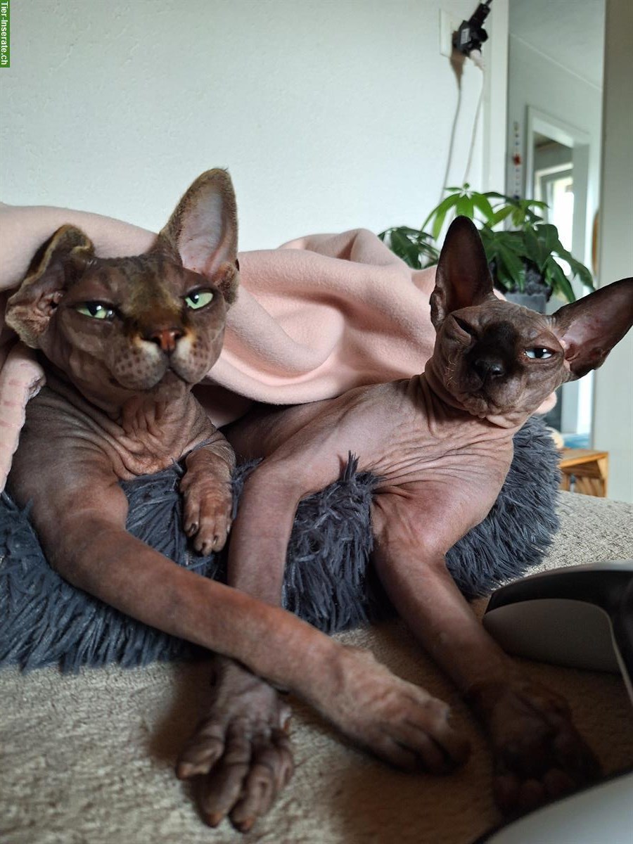 2 verschmuste Canadian Sphynx Ladys, kastriert