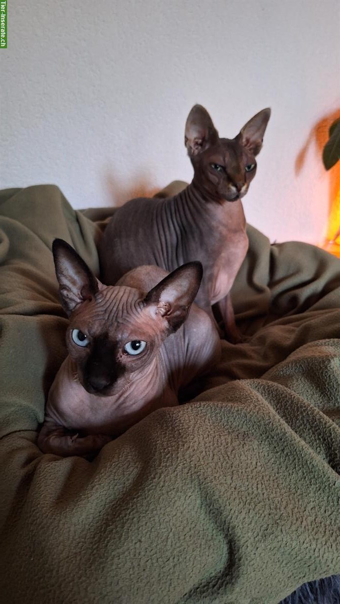 Bild 2: 2 verschmuste Canadian Sphynx Ladys, kastriert