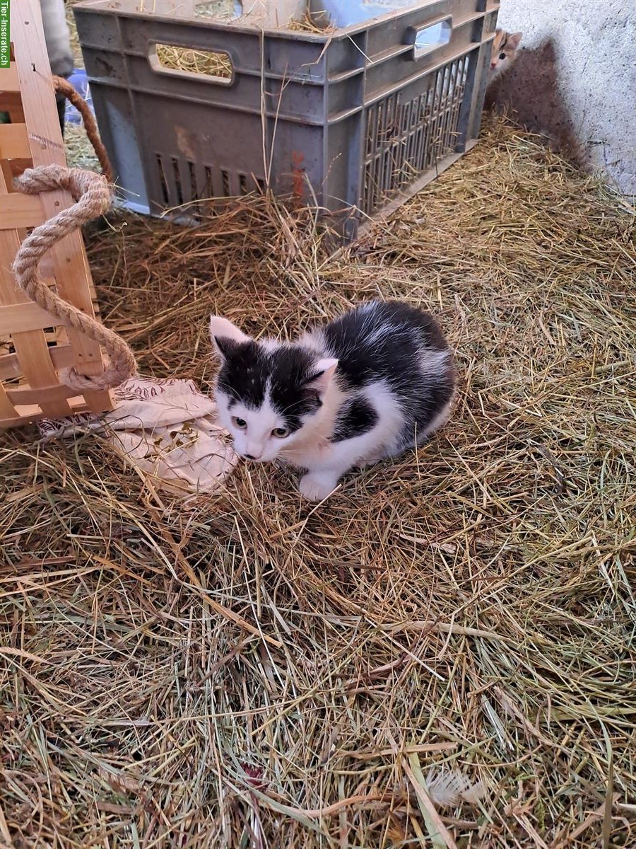 Bild 2: Junge Bauernhofkatze, männlich zu verkaufen