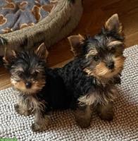 Bezaubernde Yorkshire Terrier Welpen zu verkaufen